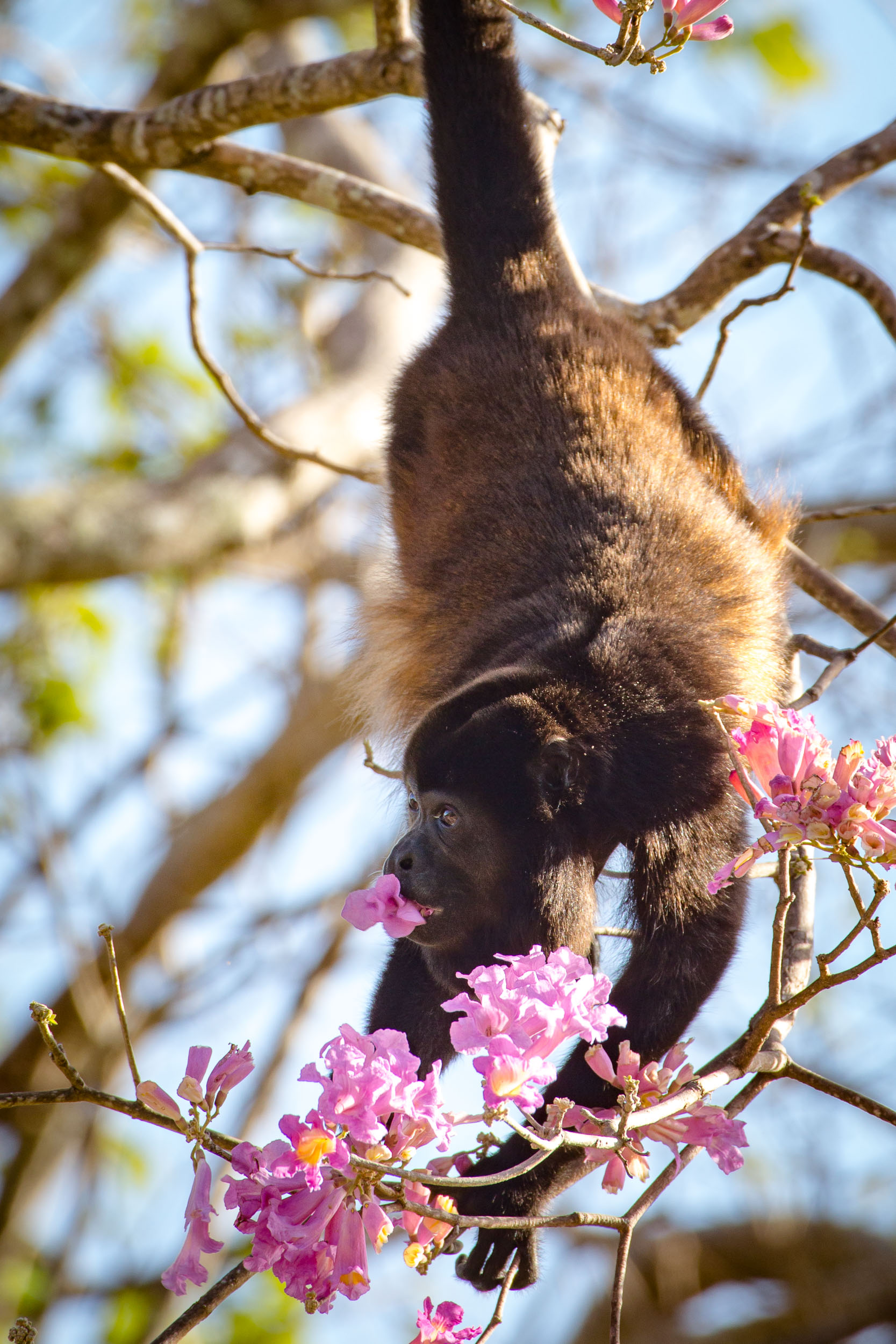 monkey eating flower